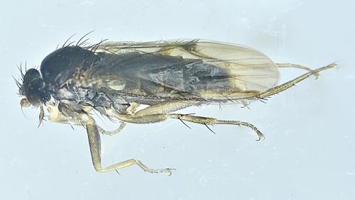 Réf. 354 636 : Spiniphora maculata